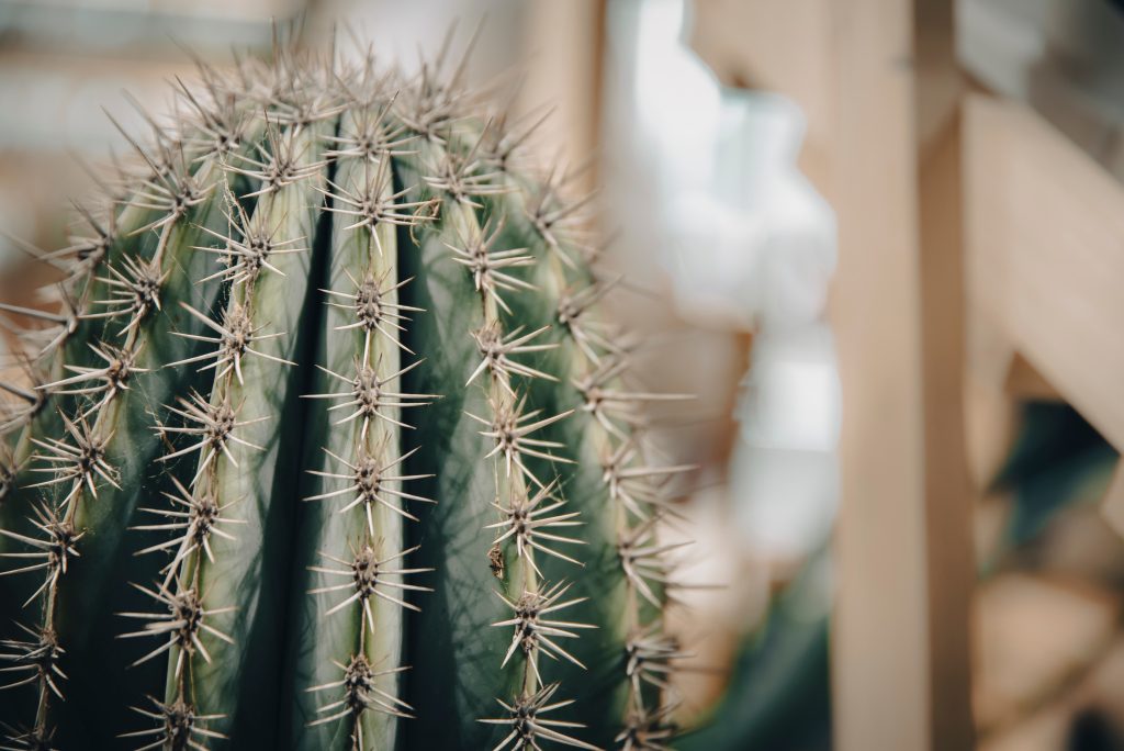 Tempe Mental Health Services & Counseling | Lifeline — Mental Health clinic in Tempe, AZ